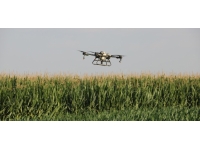 Trakya’da ilaçlanan mısır tarları tırtıllardan temizlendi