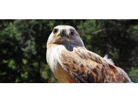 Şahin avlayan 2 kişiye 70 bin lira ceza