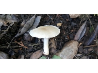 Denizli'de yeni bir mantar türü keşfedildi