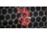 Almanya’da günde yaklaşık 200 kere öten horoz mahkemeye verildi