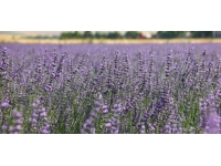 Kastamonu’nun köylerinde lavanta kokacak