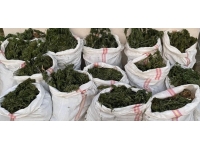 Samsun'da yasa dışı kenevir eken 1 kişi tutuklandı