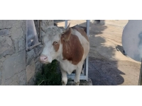 Bayburt'ta elektrik direğine sıkışan inek kurtarıldı