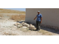 Konya'da kurt saldırısı: 43 kuzu telef oldu