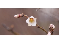 Diyarbakır caddeleri oya ağaçlarıyla renklendiriliyor