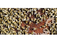 Kırklareli'nde 71 kovan arı telef oldu