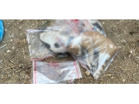 Manisa'da 15 kedi ile 1 köpek ölü bulundu