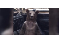 Balı fazla kaçıran ayının adı 'Balkız' oldu