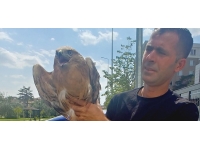 Yaralı bulunan 3 kartal tedavi altına alındı