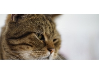 Yıkılan binanın altında kalan kedi yavruları kurtarıldı