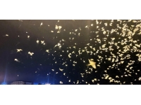 Ardahan'da 'mayıs sinekler'in "ölüm uçuşu" başladı