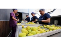 Aydın'da 'incir cipsi' mesaisi başladı