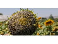 Kayseri'de çerezlik ayçiçeği ekimi yaygınlaşıyor