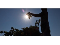 Kilis horoz karası üzümünde hasat başladı