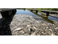 Polonya'nın Oder Nehri'ndeki toplu balık ölümlerinin nedeni araştırılıyor