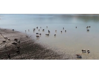 Sıcaklardan bunalan hayvanlar barajlarda serinliyor