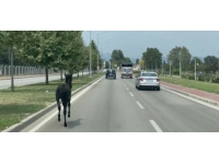 Bursa'da başıboş at trafiği alt üst etti