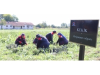 Düzce’de kekik hasadı başladı