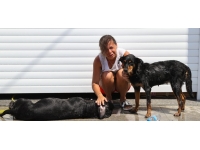 Ukraynalı çiftin araçta bıraktığı köpek havasızlıktan öldü