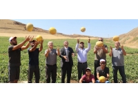 Elazığ’da kavun rekoltesi yüzleri güldürdü