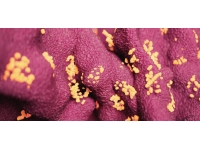 Çin'de ortaya çıkan Langya virüsü sıkı önlemler gerektirebilir