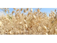 Yozgat'ta nohutta rekolte beklentisi 75 bin ton