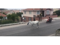 Kırklareli’nde başıboş atlar trafiği tehlikeye sokuyor