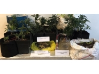 Tokat'ta uyuşturucu operasyonu: Karı koca gözaltına alındı