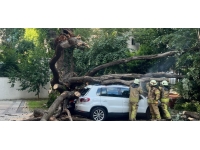 Çınar ağacı araçların üzerine devrildi: 5 araç hasar gördü