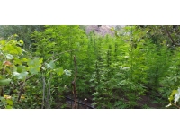 Bingöl'de 92 bin 630 kök Hint keneviri ele geçirildi