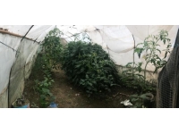 Kastamonu'da serada kenevir yetiştiren 2 zanlı gözaltına alındı