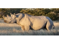 Afrika'daki gergedan nüfusu arttı