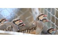 Kırklareli'nde 500 keklik doğaya bırakıldı