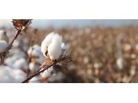 Şanlıurfa'da sezonun ilk pamuk hasadı yapıldı