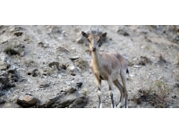 Koruma altındaki yaban keçileri görüntülendi
