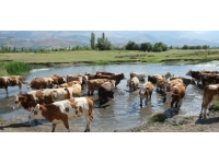 Sıcaktan etkilenen büyükbaş hayvanlarını gölette serinletiyor