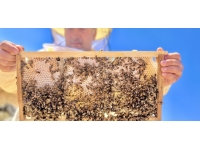 Ağrılı arıcıların “tatlı” hasat telaşı başladı