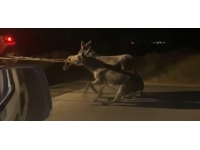 Traktörün arkasına bağladığı eşekleri sürükleyerek götürdü