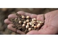 Kırşehir'de son 3 yılın en yüksek nohut verimi elde edildi