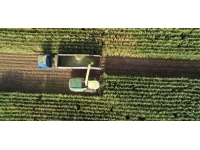 Bingöl Ovası'nda atıl araziler silajlık mısır üretimiyle canlandı