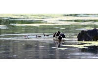 Ağrı Dağı'ndaki buzullar milli parka hayat veriyor