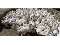 Ağrı'da kaz yetiştiriciliği yaygınlaşıyor