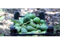 Avokado üreticileri hırsızlardan dertli