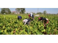 Tütün tarlasında çalışan kadınlar aile geçimine katkı sağlıyor