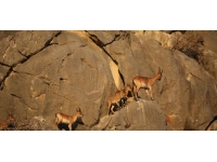 Koruma altındaki yaban keçileri görüntülendi