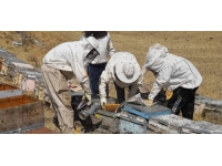 Süphan Dağı eteklerinde bal sağımı