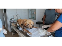 Bolu'da köpeğini aracına bağlayıp sürükleyen sürücüye 2 bin 43 lira ceza