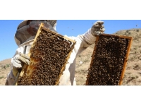 Bitlis balı "Altın Kalite Ödülü"ne layık görüldü