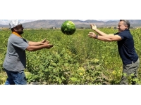 Seydişehir karpuzu ihraç ediliyor