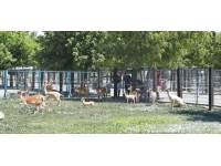 Kayseri hayvanat bahçesi gençlere ücretsiz